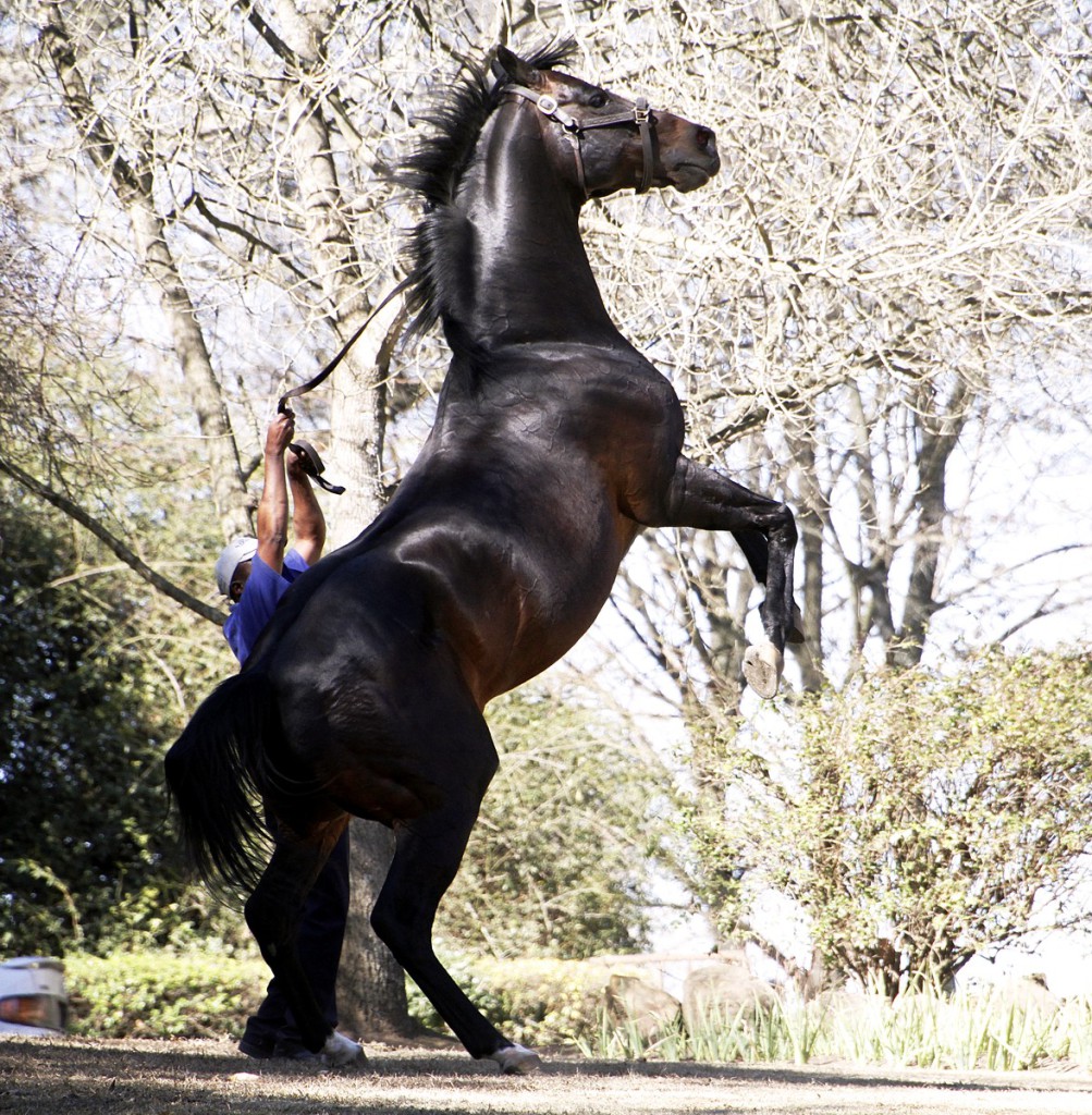 Toreador pictured at the 2015 Bush Hill Stud Stallion Day. Image: Candiese Marnewick