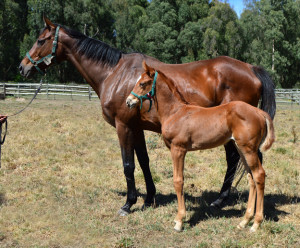 Mare And Foal For Sale: Personify