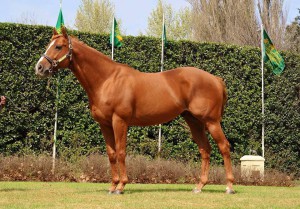 Linngari has three yearlings on offer at Nationals. 