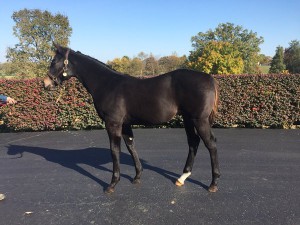 Noble Tune And Honor Code's War Front Sibling Sells For $2,6 Million