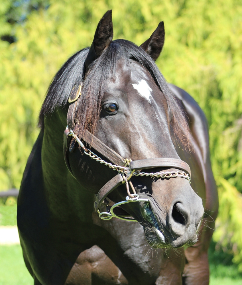 Noble Tune Update: Honor Code And Liam’s Map Eclipse Award Nominees