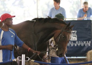 Shongweni Horses In Training Sale Results