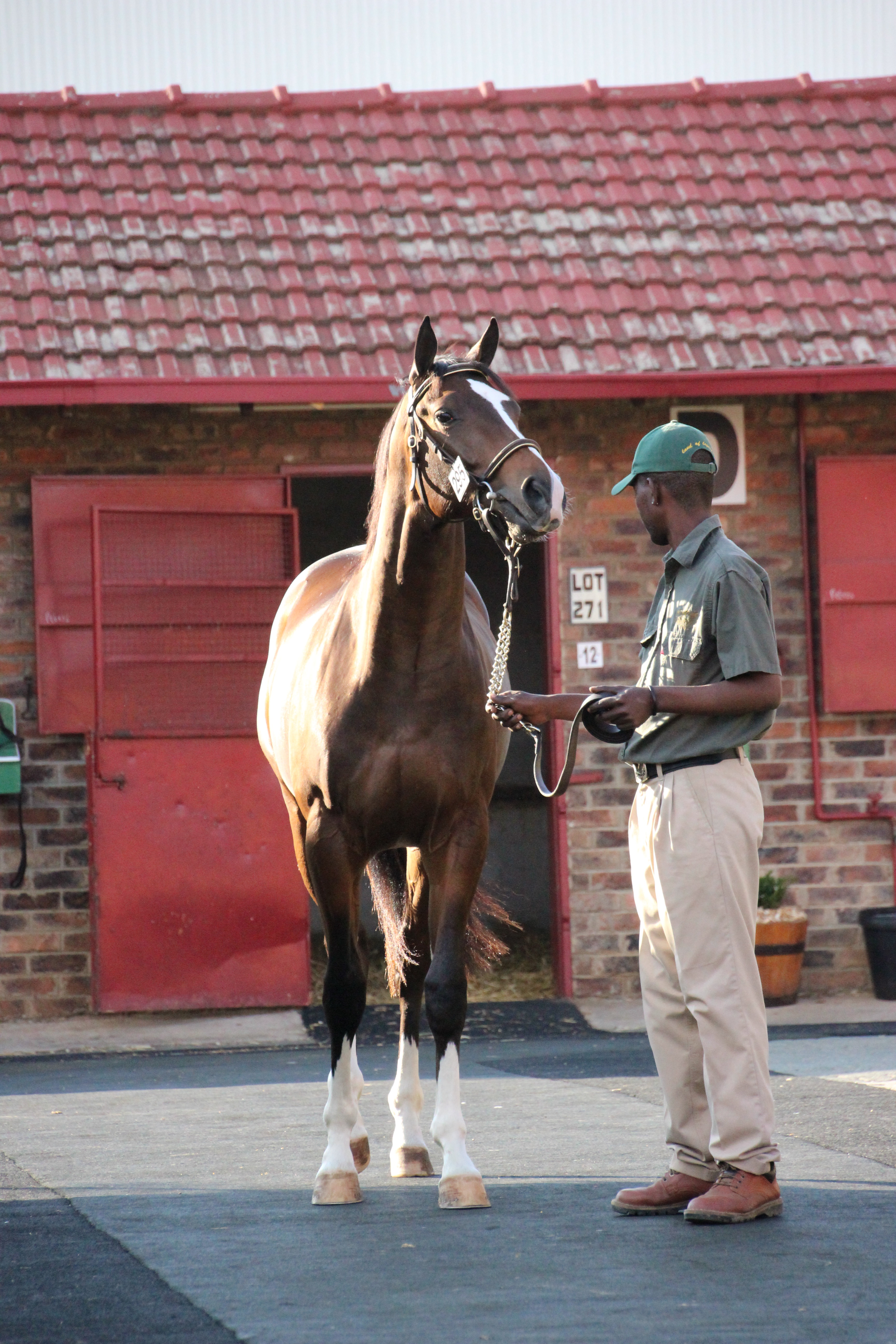 KZN’s First Season Sires With First Yearlings For Sale In 2016