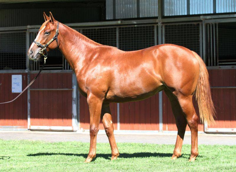 Chocolicious – Frankel Filly Sold For $610 000 At Inglis Easter Yearling Sale