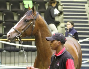 List Of KZN Bred Yearlings At The National Yearling Sale