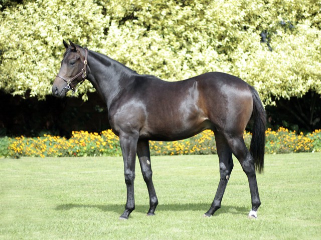 The Byzantine Crusade – Patchouli Moon by Al Mufti Dam Gr3 winner and four wins. Family of Resfa. 