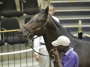 National Yearling Sale Day 2 - KZN Results