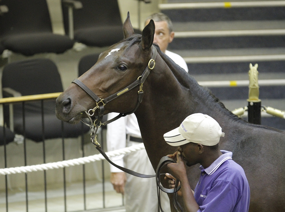 National Yearling Sale Day 2 – KZN Results
