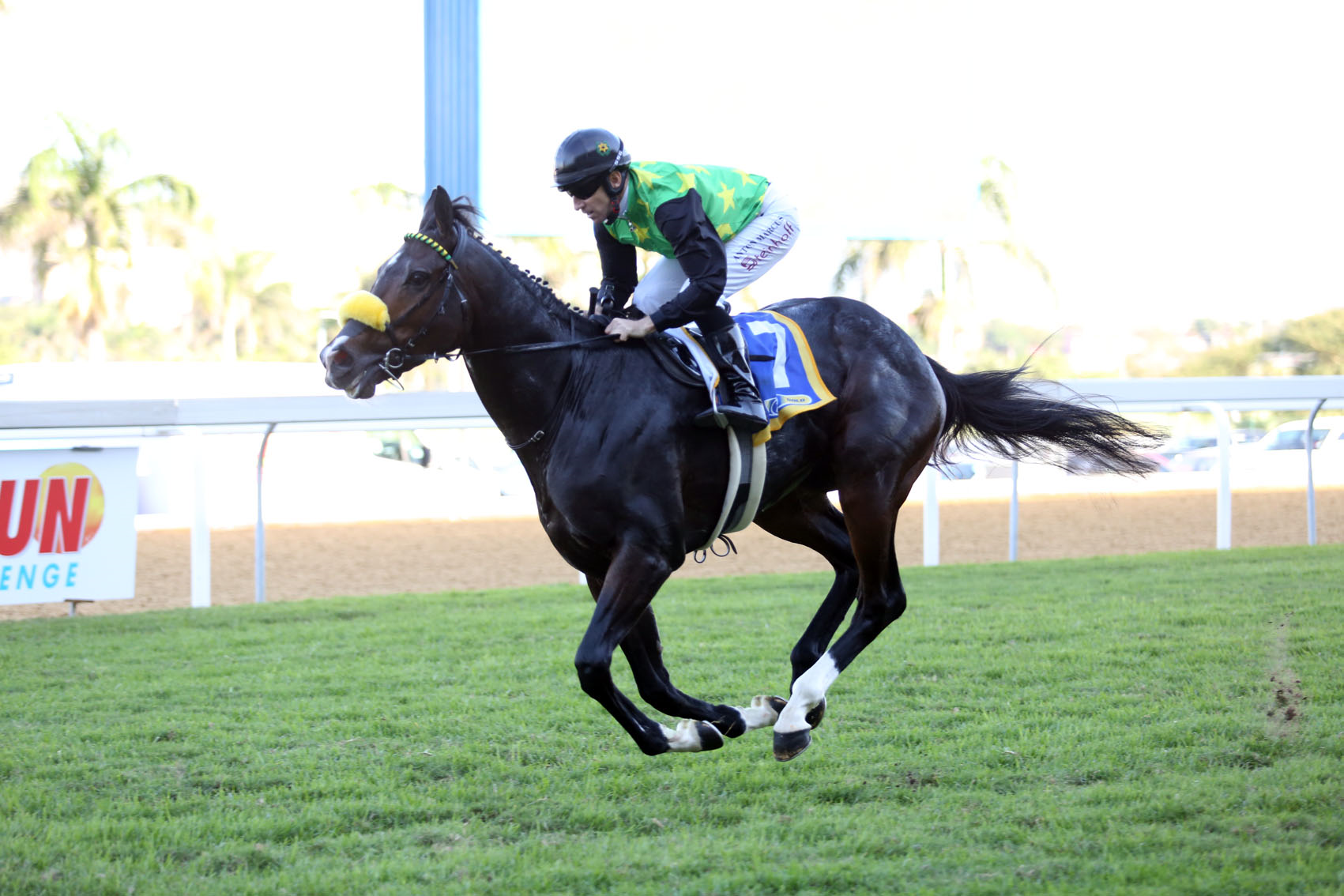 CTS Emperors Palace Select Yearling Sale – KZN-breds Represented