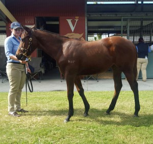 Chocolicious Fastnet Rock Filly To Sell On Book 1 Magic Millions