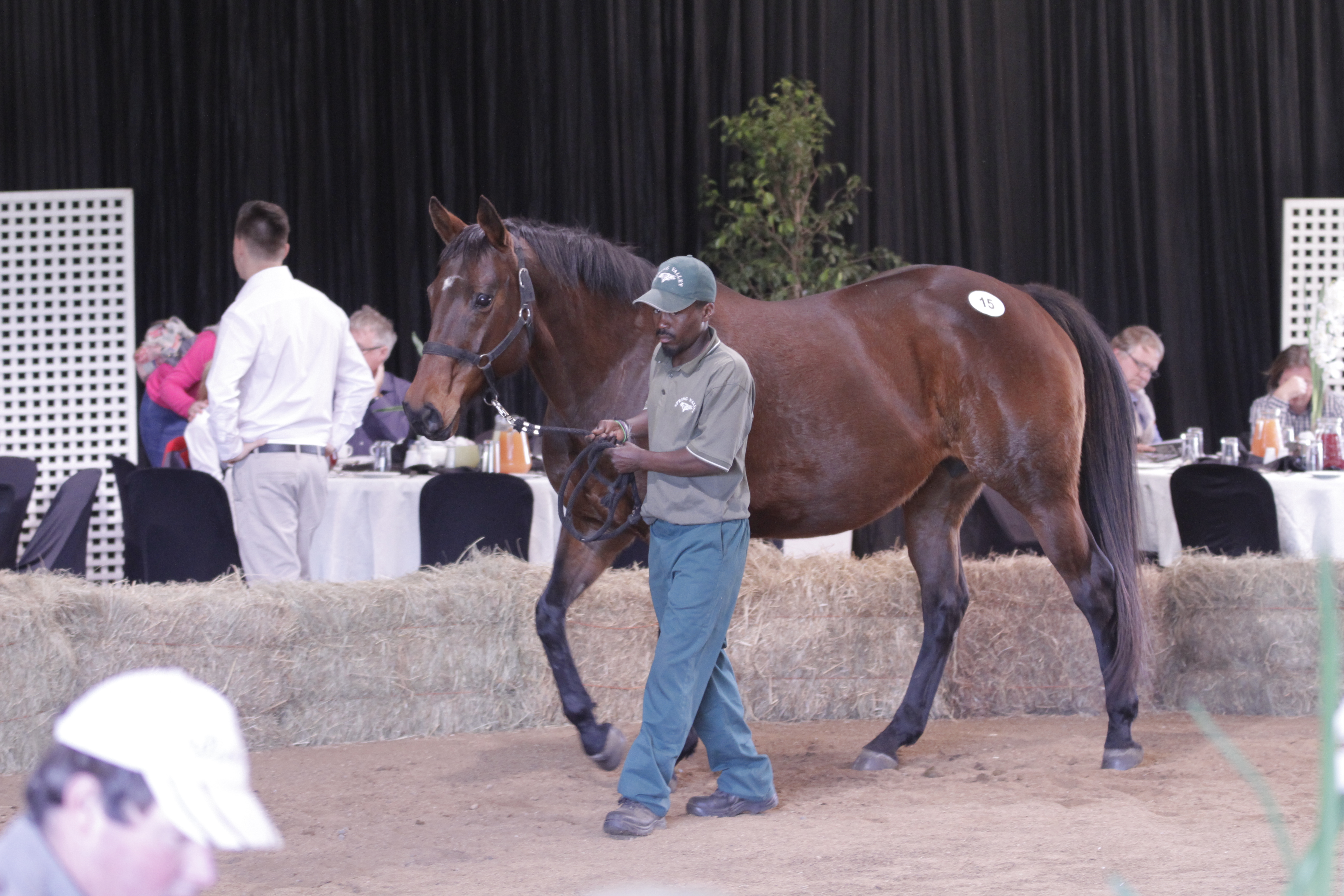 KZN Mare, Weanling, HIT, Yearlings and Fillies For Stud Sale Results
