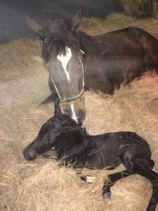 The Apache Full Sister Foals Crusade Filly