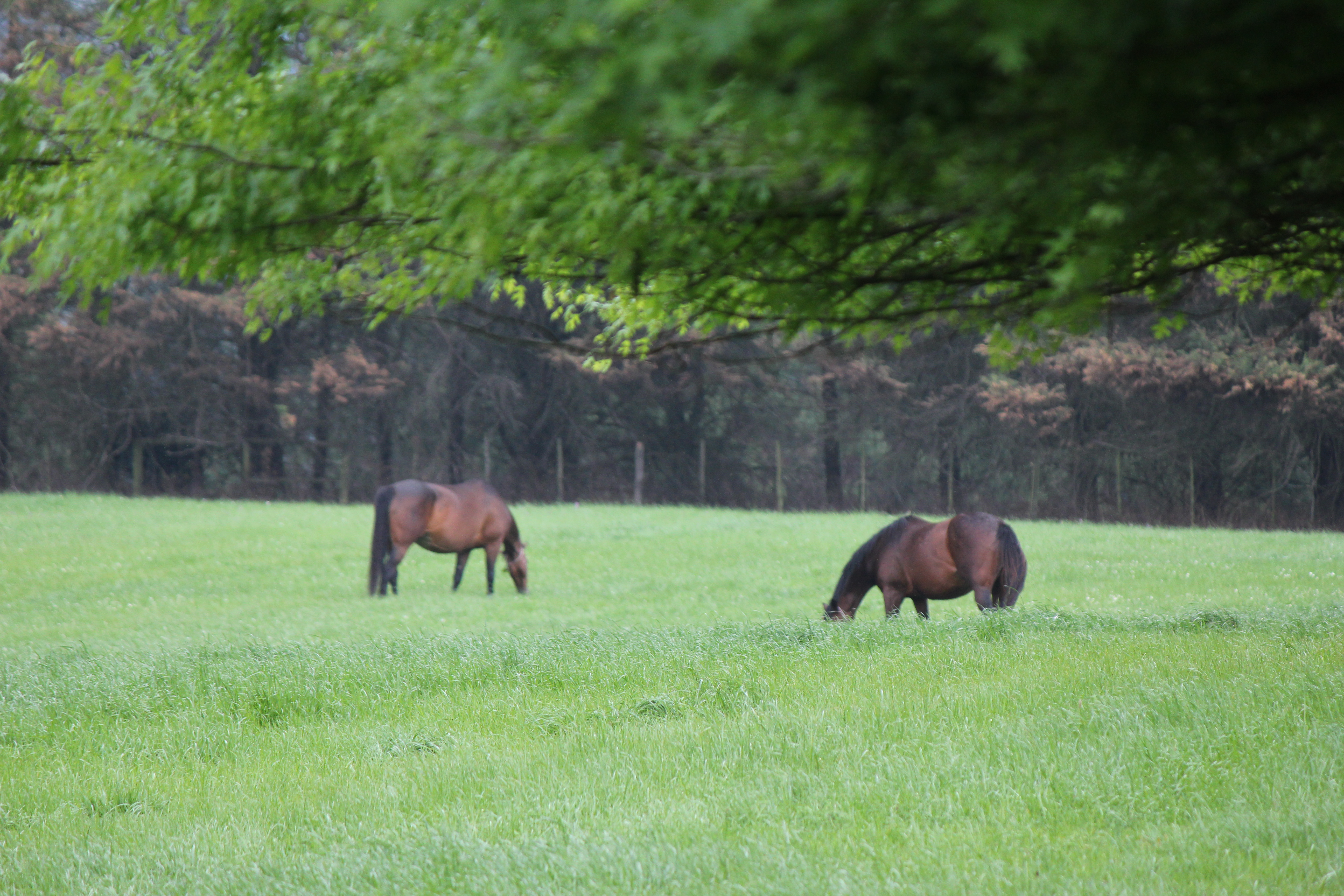 Broodmares Available