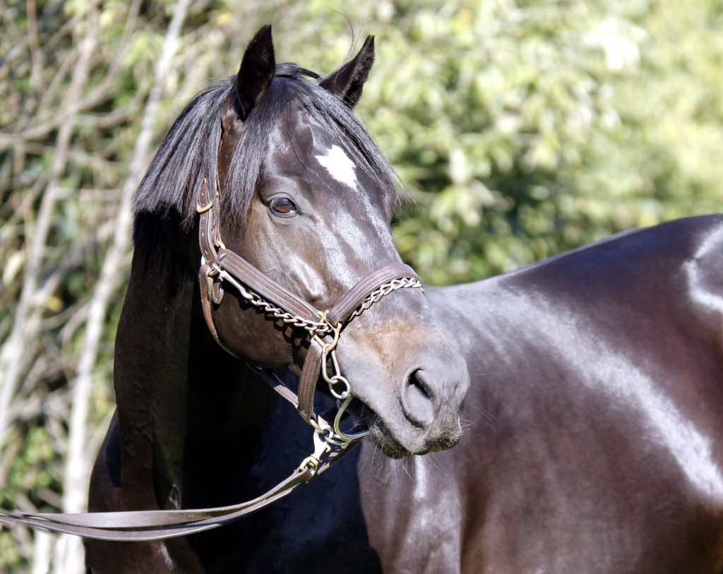 Noble Tune at Rathmor Stud. Image: Candiese Marnewick