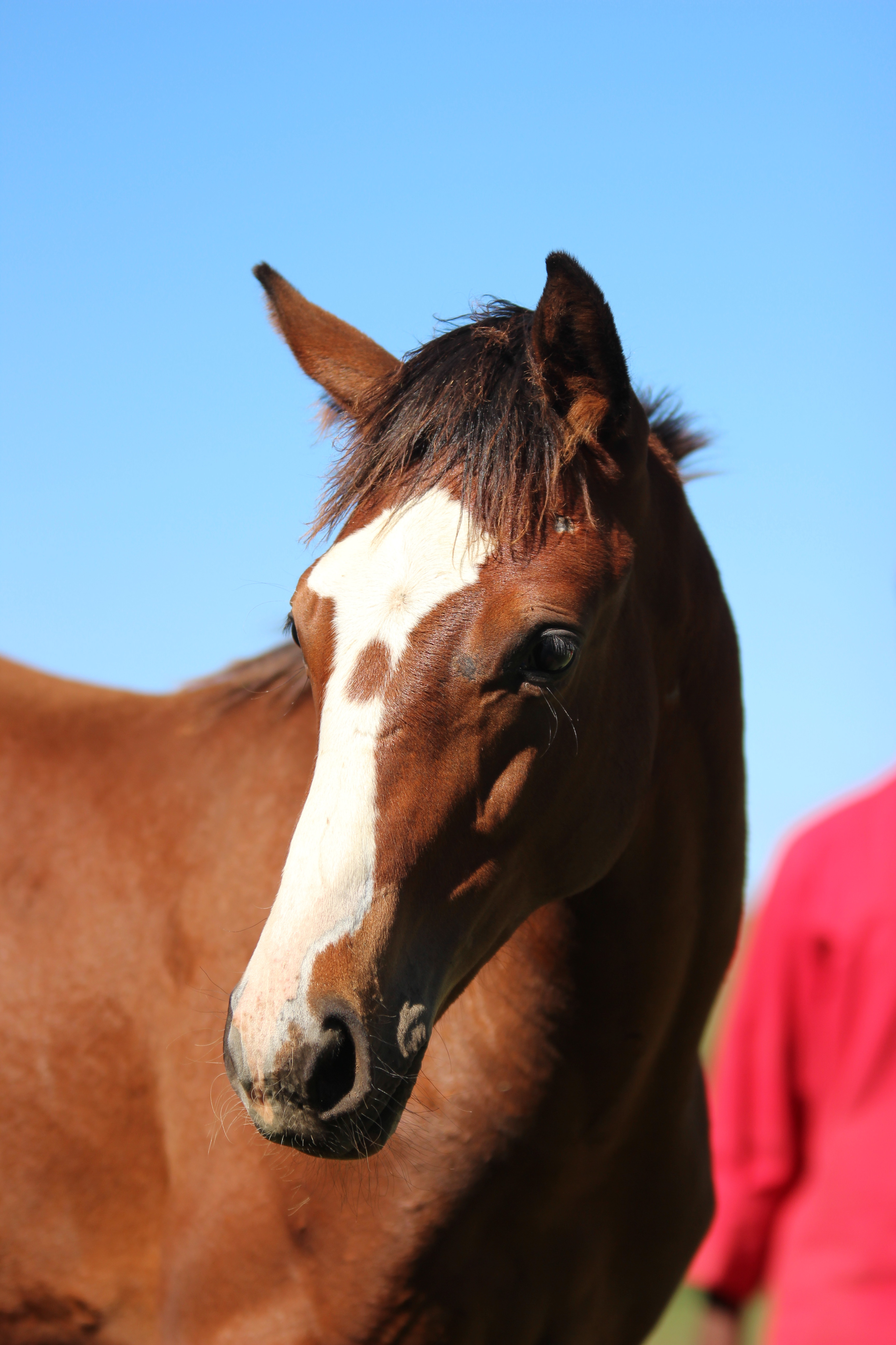 Clifton Stud: Foals 2016