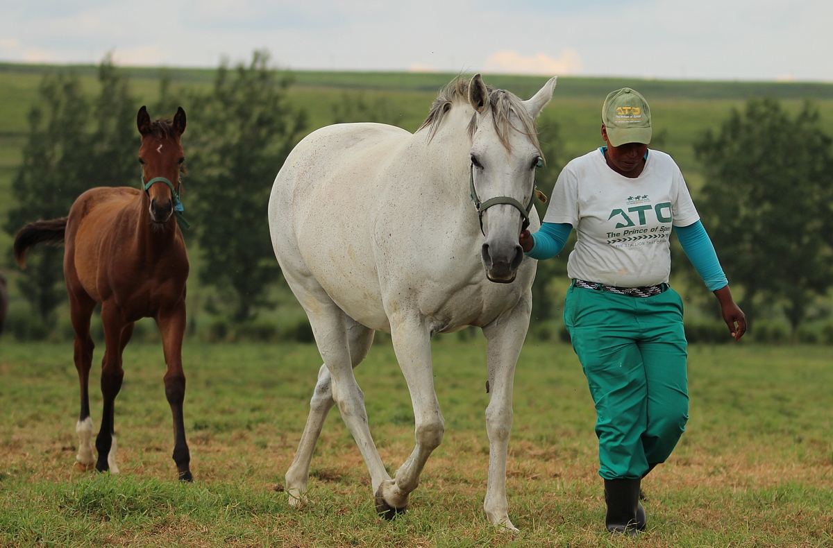 Rabada Dam Sells For R800 000: Summerhill Mare & Weanling Sale