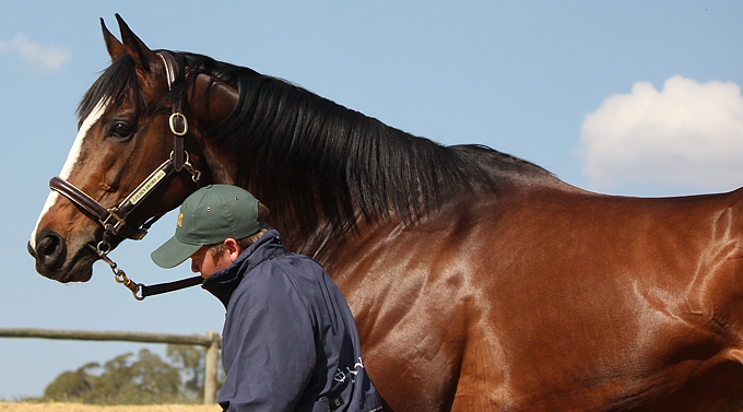 Golden Sword pictured when he was at Summerhill Stud. Image: Candiese Lenferna. 