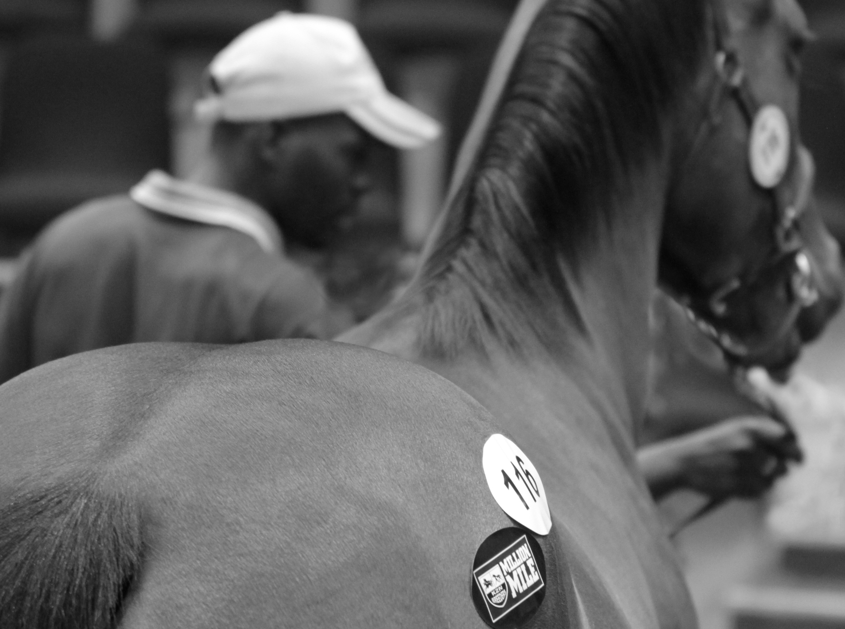Qualifying KZN-Breds At The National Yearling Sale