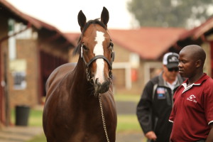 The Scribante's impressive Noble Tune colt that sold for R350 000 at the National Yearling Sale in May this year. Image: Candiese Marnewick
