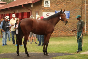 KZN-Breds At The National Yearling Sale: Gallery