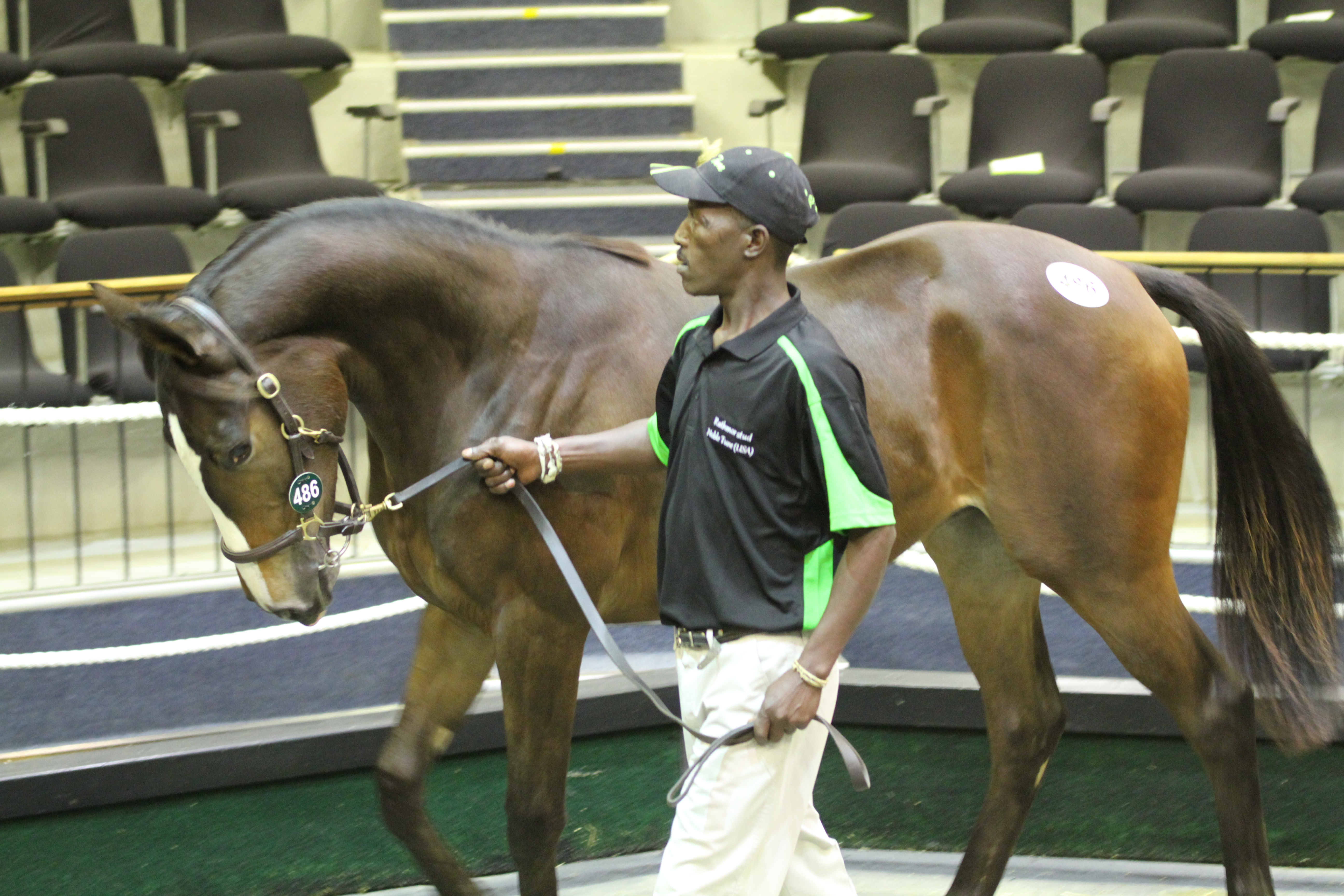National Yearling Sales Wrap: Rathmor Stud Incredible Sales Results