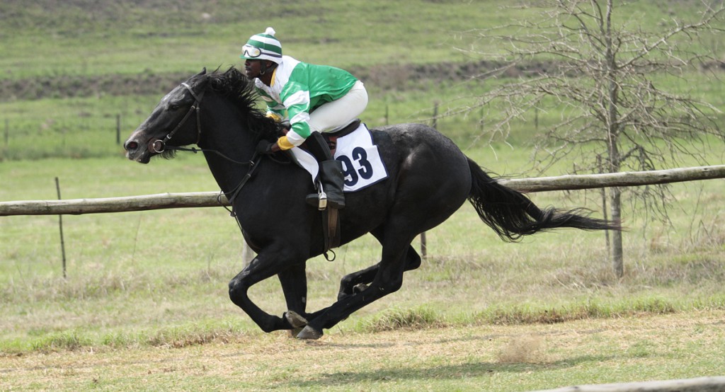 Glider Pilot at the Ready To Run Gallops - the grey is a son of AP Arrow and a half-brother to last years Gr1 winner, Rabada. Image: Candiese Marnewick 