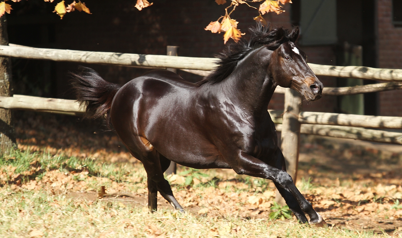 Noble Tune in his paddock on Sunday. Image: Candiese Marnewick