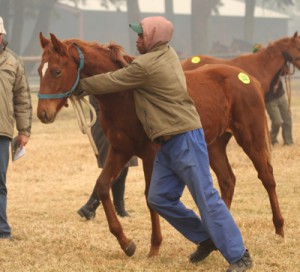The Visonaire / Vanity weanling sold to Michael Roberts for R50 000. Image: Candiese Marnewick