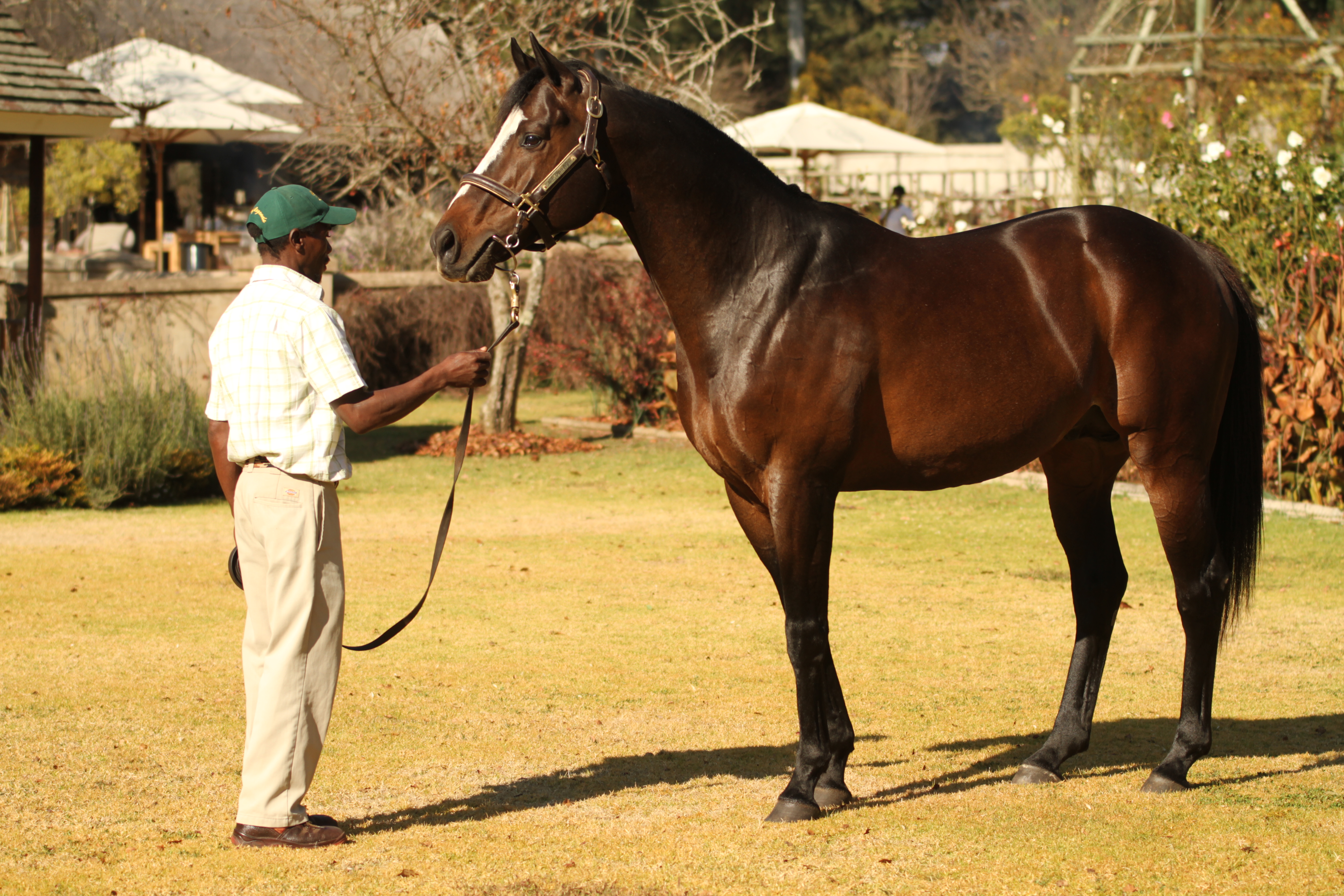 First Yearlings 2018: Capetown Noir