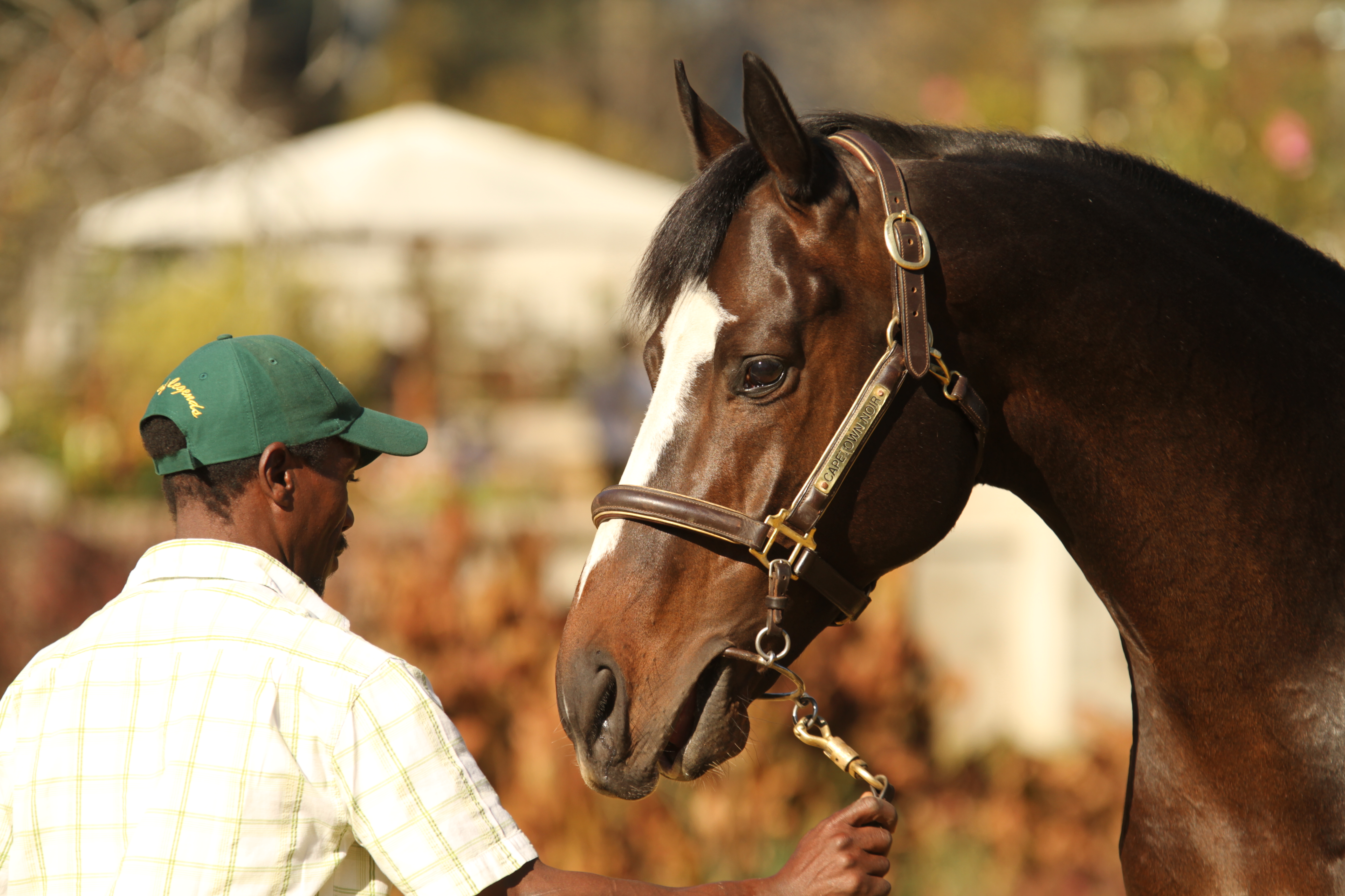 KZN Presented At 2018 Cape Premier Yearling Sale