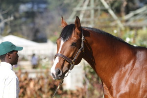 Act Of War First Yearlings On Offer At Cape Yearling Sale