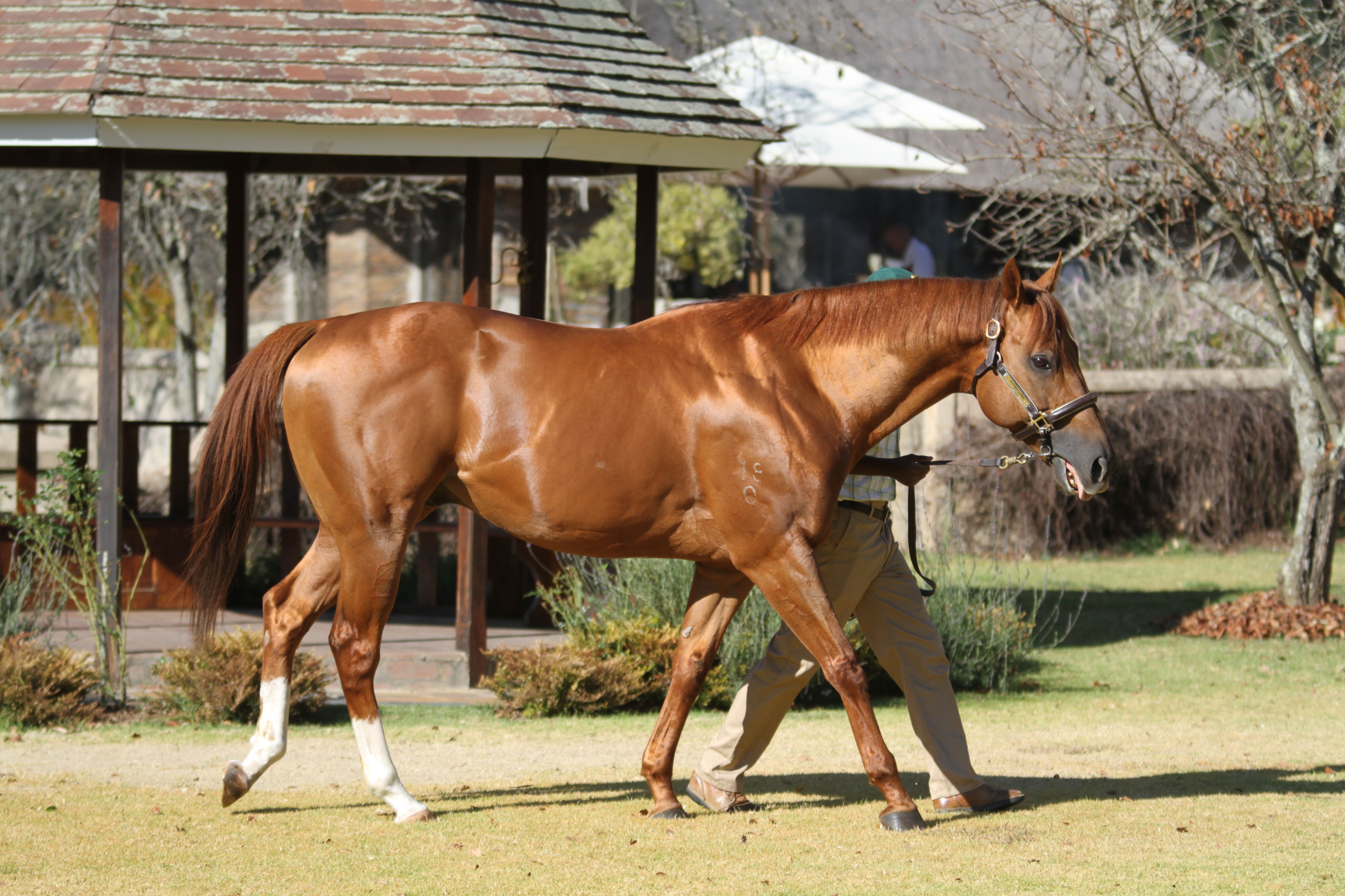 Willow Magic at Summerhill Stud. Image: Candiese Marnewick