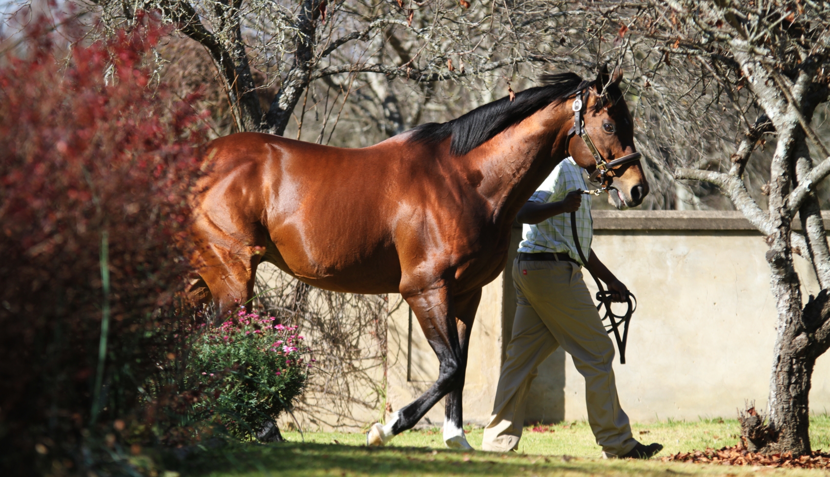 Summerhill Announce Reduced Stallion Fees To Accommodate Breeders