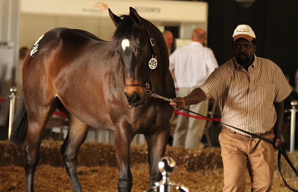 Noble Tune Leading Sire Of KZN Yearling Sale; Backworth Filly Tops KZN Second Day