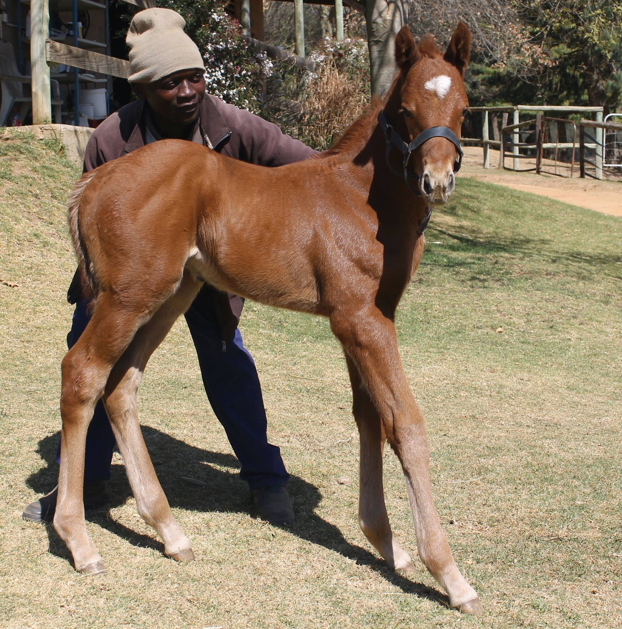 Dancewiththedevil Full Brother Wins At Vaal