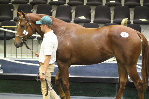 Summerhill Well Represented At National 2YO Sale