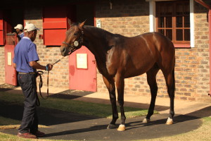 KZN-Breds At The National 2YO Sale: Gallery