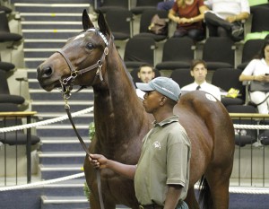 Something For Everyone In Spring Valley 2YO Sale Draft