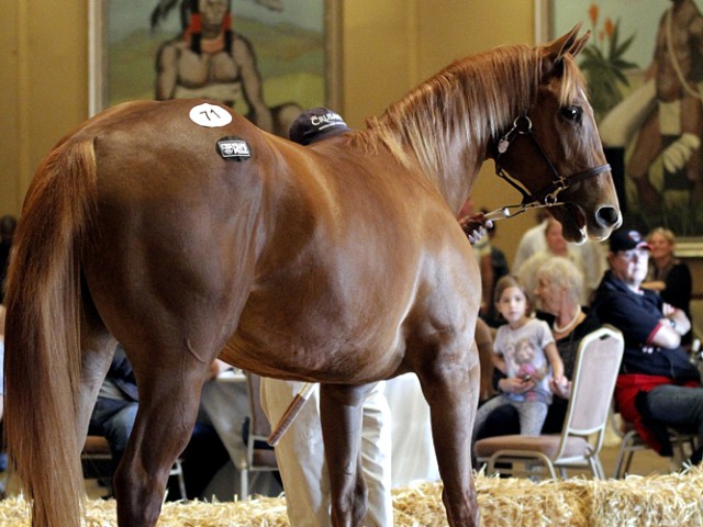 Wings Of Honor in the KZN Yearling Sales ring. She sold for R250 000. Image: Candiese Marnewick