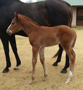 A handsome Flying The Flag colt for Clifton Stud from Black Type Var mare, Esterel, this season. Image: Clifton Stud