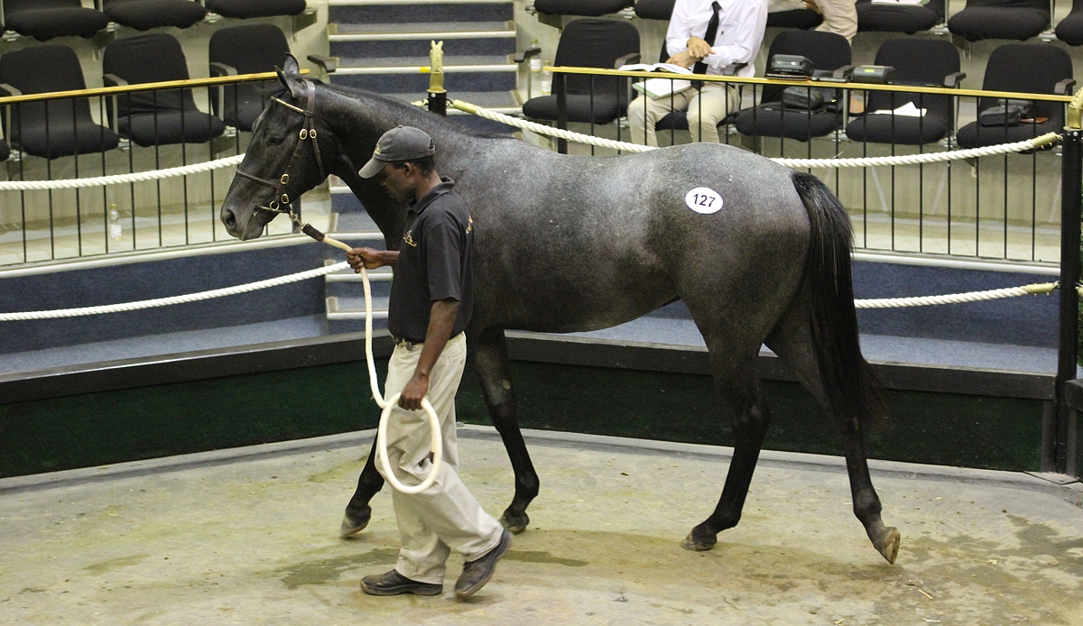 Velvet Dawn in the 2016 National Yearling Sales ring where she sold for R300 000. Image: Candiese Marnewick
