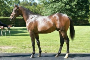CTS Premier Yearling Sale: Summerhill Draft In Photos