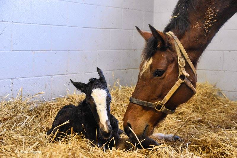 Flying The Flag News: Gr1 Winner Photo Call Produces First Foal