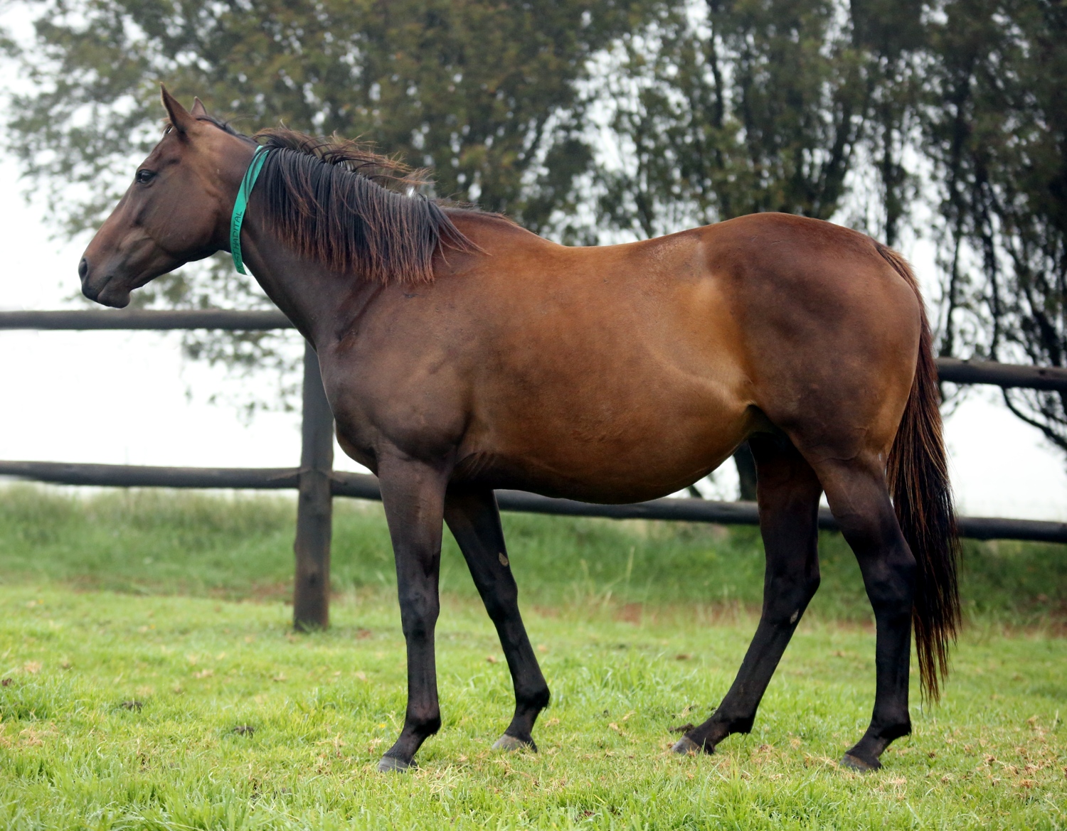 Allmosthaditall at Rathmor Stud. She is in foal to Noble Tune. Image: Candiese Marnewick