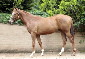Talk Of The Town as a yearling beginning his sales prep at Backworth Stud. Image: Candiese Marnewick 