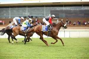Royal Agree's younger half-brother by Crusade won recently at Scottsville. Image: Candiese Marnewick 