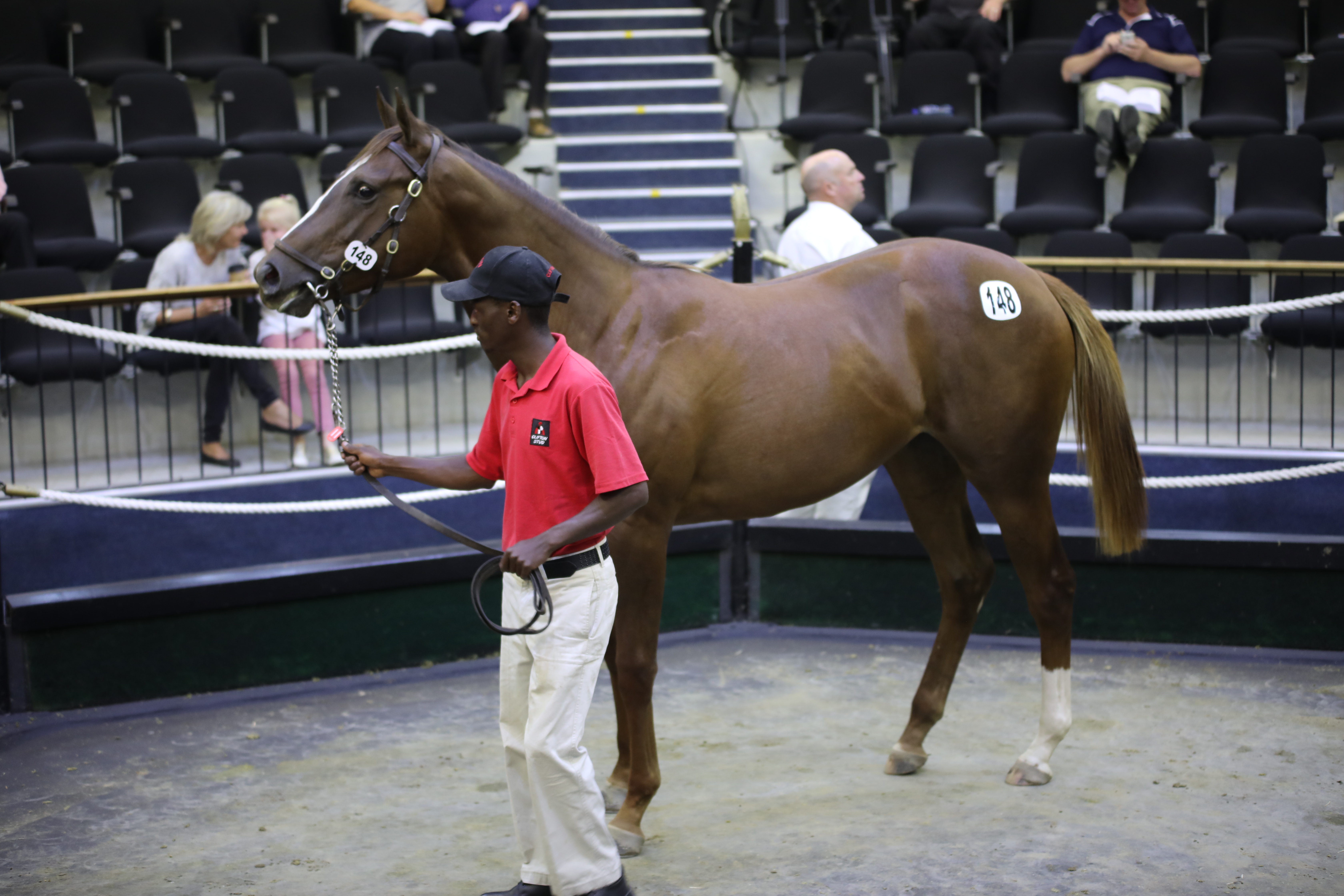 CLIFTON STUD TO OFFER A PERFECT TEN AT 2YO SALE
