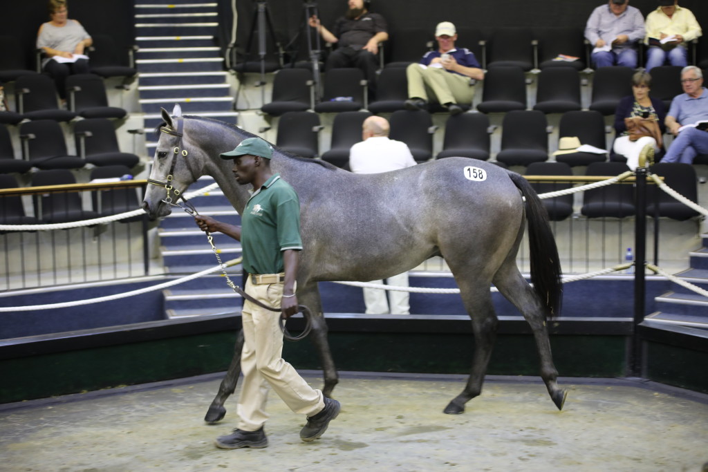 Roski Stud's handsome grey colt sold for R325 000 from Roski Stud, the first son of Captain Of All at the Nationals. Image: Candiese Marnewick 