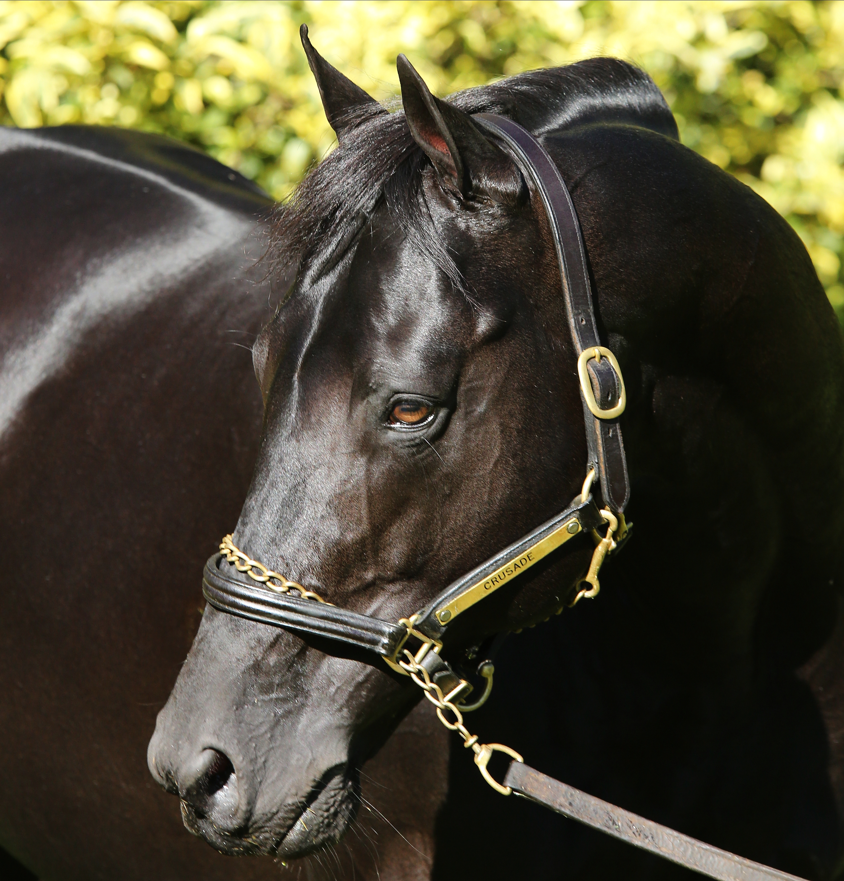 Crusade Relocating To Clifton Stud