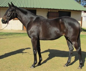Clifton Stud at the KZN Yearling Sale
